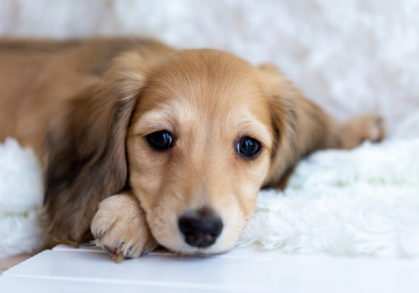 犬のイメージ写真