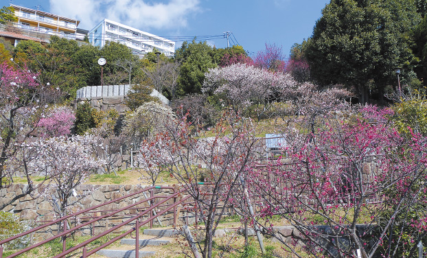 岡本梅林公園の写真